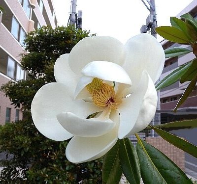街中に