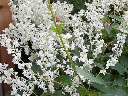 花-3