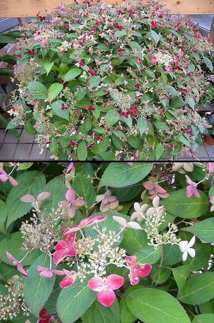 花-5