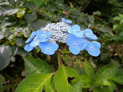 疲れた身体に励ましの花