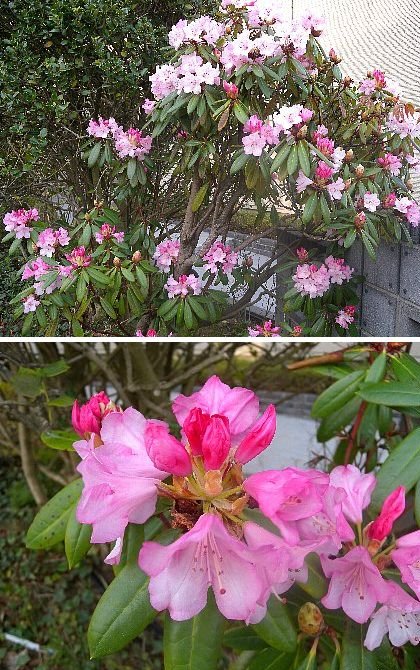 華やかな色合い