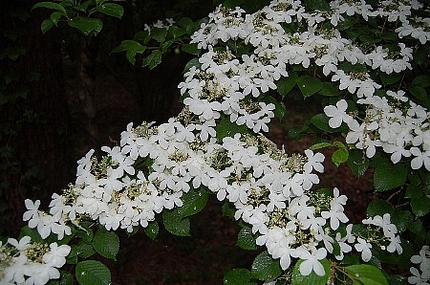 初夏の那須高原に咲く花々-2
