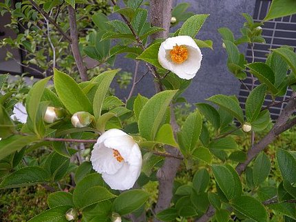 清楚な花は