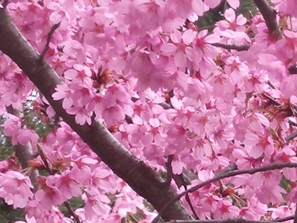染井吉野桜に先立ちて