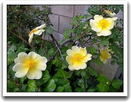 街中の花いろいろ-5