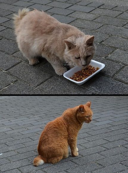 無責任な飼い主
