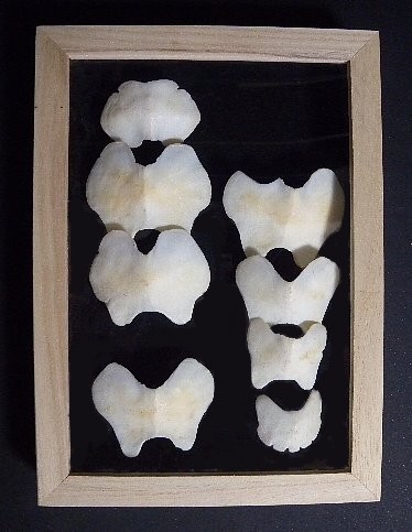 これは何でしょうか？