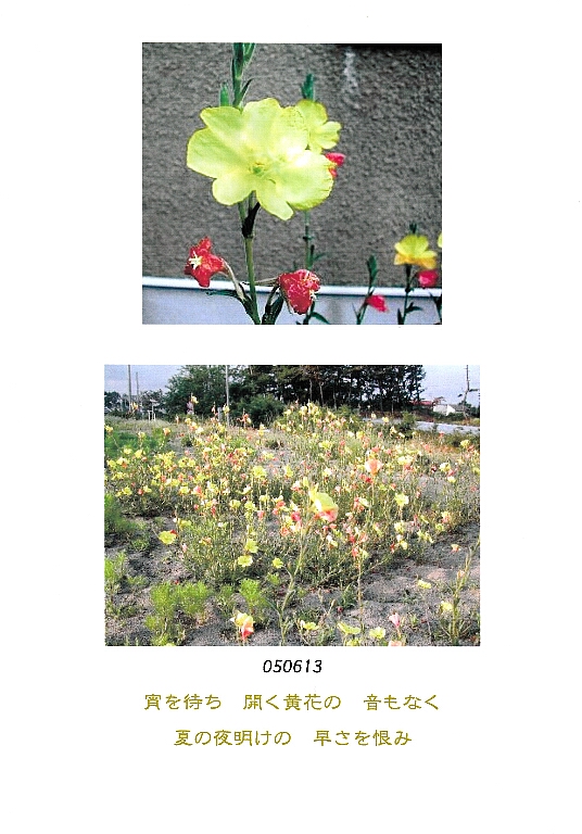 早朝の「大待宵草」