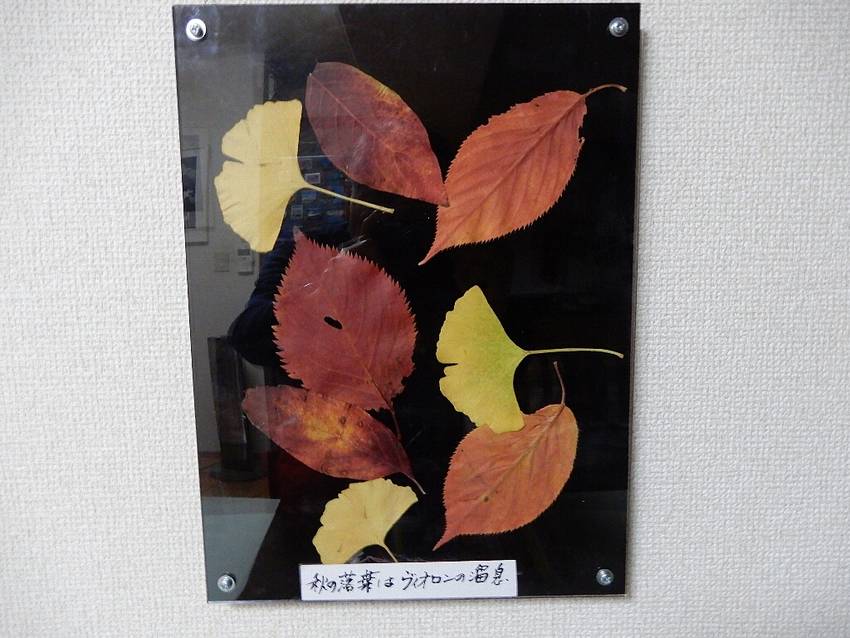 2024/11/05　秋も深ま...