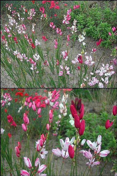 スマートな花