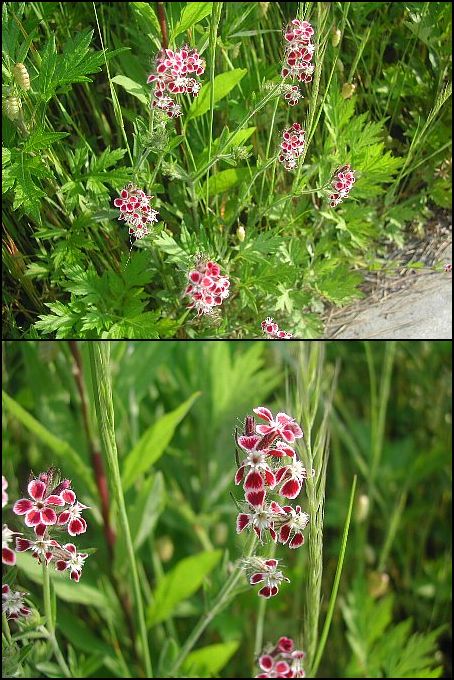 路傍に咲く洒落た名の花