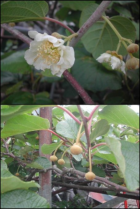 食べてはいるが、花は知らない