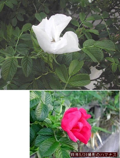 これも白花が咲いています
