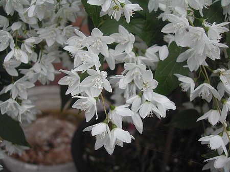 小さなものには「姫」が付くこと...