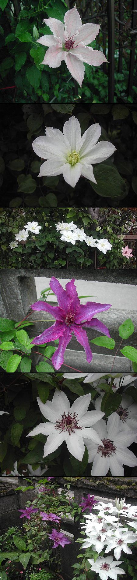 今盛んに咲いています