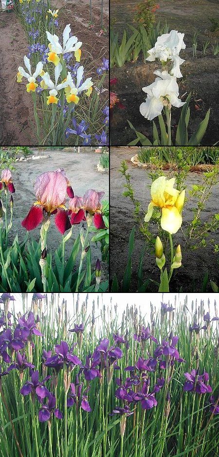 いずれの花も