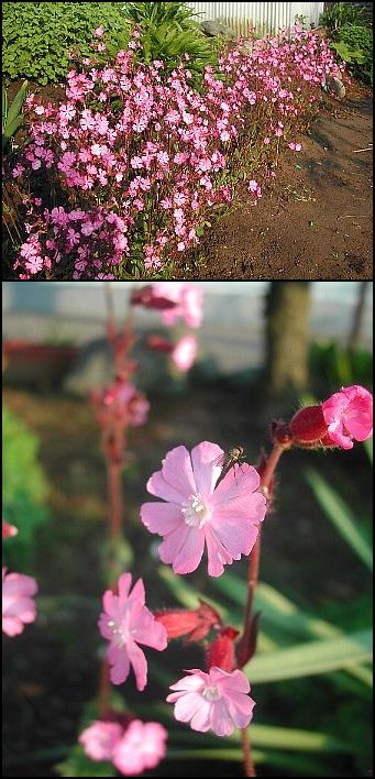 集合の美