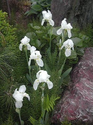 白い花って素敵です