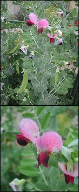 サヤエンドウってこんな花