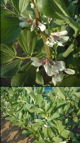 こんな花も余りなじみはありませ...