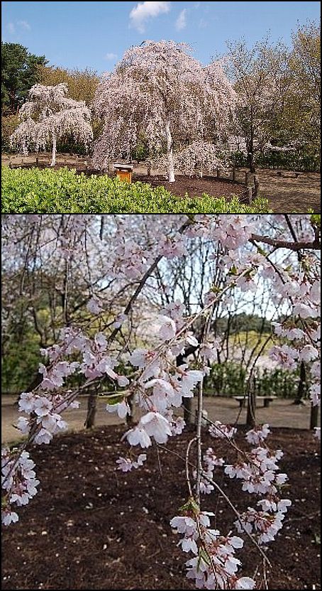 桜・さくら・サクラ・ＳＡＫＵＲ...