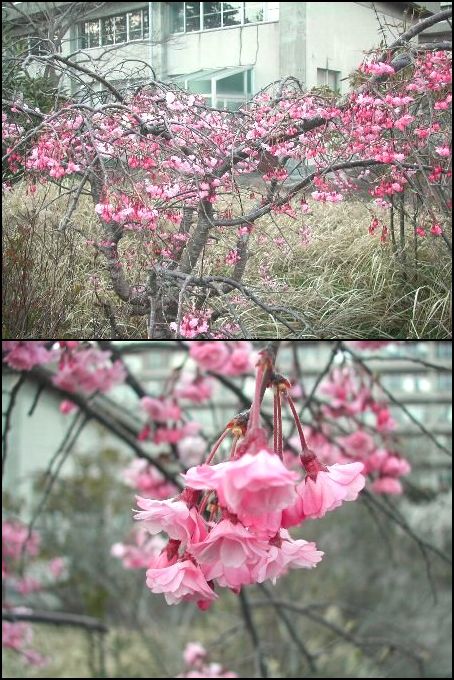 桜・さくら・サクラ・ＳＡＫＵＲ...