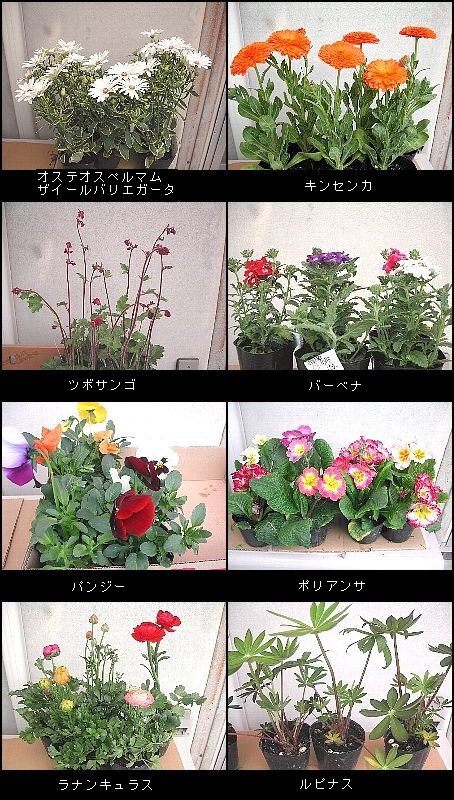 自家製のプランターに植えました