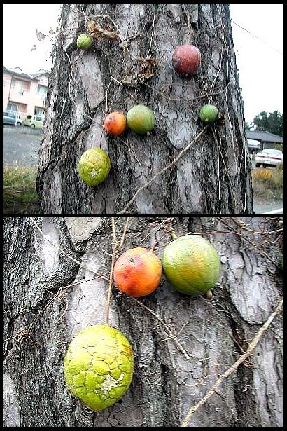 逞しい生命力