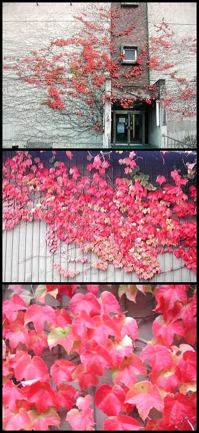 【イベント紅葉】 いろはにほへ...