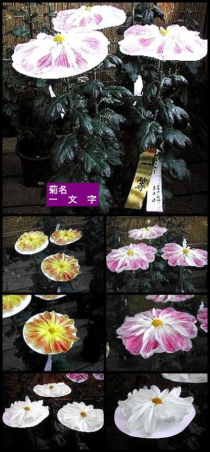 珍しい菊-?