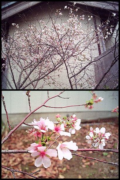 季節外れの・・・