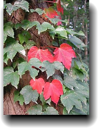 【イベント紅葉】いろはにほへと...