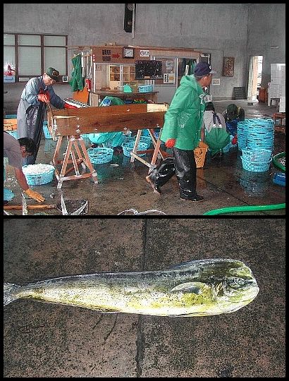 島紀行ー１７　おまけ