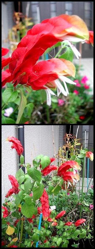 変わった花