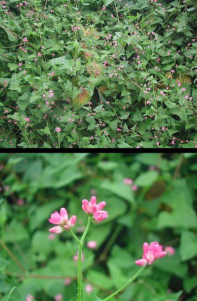 島紀行ー８　　花ー?