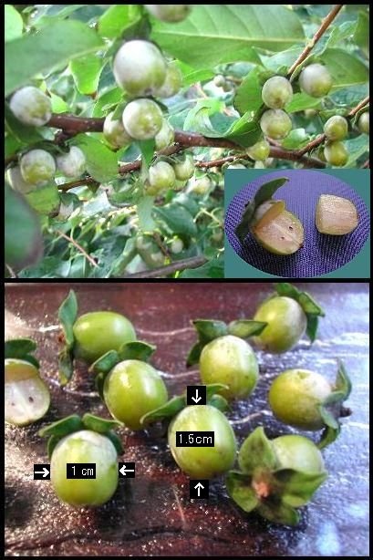 こんなの見た事ありますか？