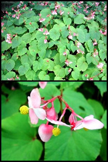 「秋」の付く花