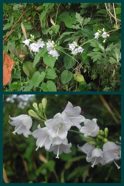 小島の花シリーズ最終回