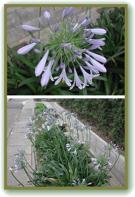 爽やかな花