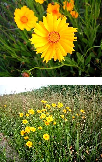 野生化した花
