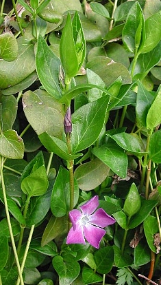 外来植物の野生化