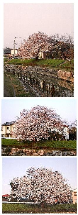 ようやく、桜爛漫