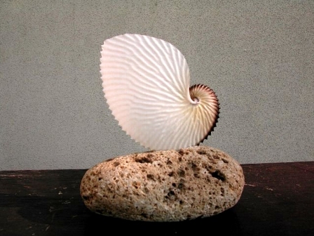 海からの便り