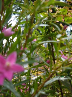 秋の花々