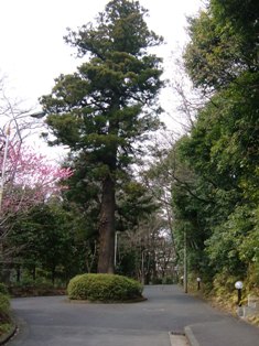 ☆私立中学校情報 【日本女子大...