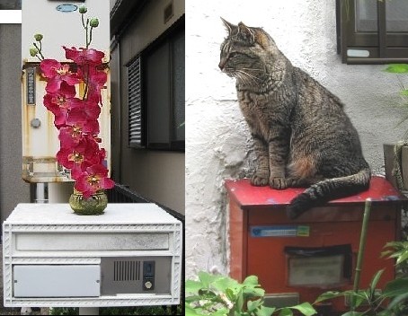 花とネコとポスト達
