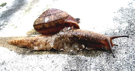 ファルコン昆虫記（２）＜でんで...
