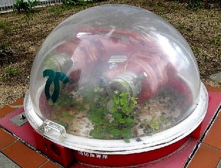 たくましき雑草