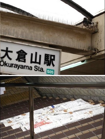 ハトの巣作り