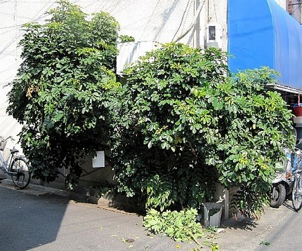 ＜シェフレラ（カポック）の植込...